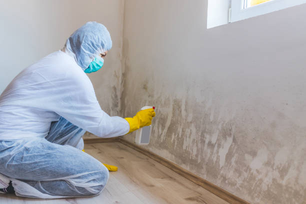 Licensed Mold Testing service in Centreville, IL - WQB Mold Removal