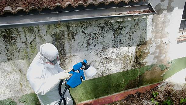 Top rated local Mold Testing specialists in Centreville, IL